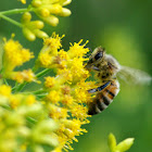 Western/European Honey Bee