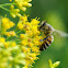 Western/European Honey Bee