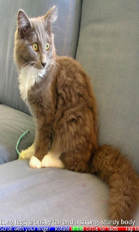 Top 20 Cats and Kittens FREE Screen 2
