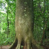 Cuipo tree