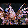 Red Lionfish