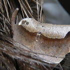 Noctuid Moth