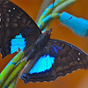 Cyan Emperor Butterfly