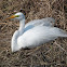 Great Egret (male in mating plumage)