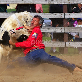 Steer Wrestling by Julien Johnston - Sports & Fitness Rodeo/Bull Riding