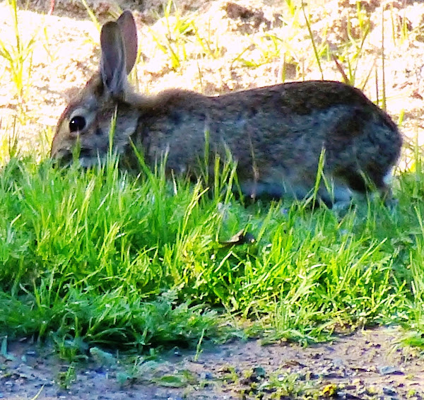 Brush Rabbit | Project Noah