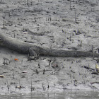 Mangrove Monitor Lizard