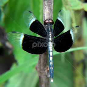 by Sanjay Dhar - Animals Insects & Spiders