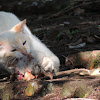 Domestic Cat and Brazilian Marsh Rat