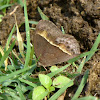 Dingy Bushbrown or Common Bushbrown Butterfly (near DSF)