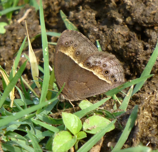 Dingy Bushbrown or Common Bushbrown Butterfly (near DSF)