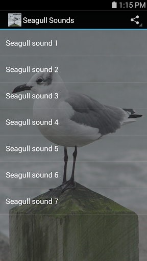 【免費音樂App】Seagull Sounds-APP點子