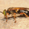Sand-loving wasp