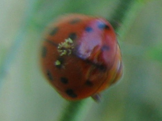 Multicolored Asian Lady Beetle with Laboulbeniales Fungus