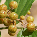 Treacleberry