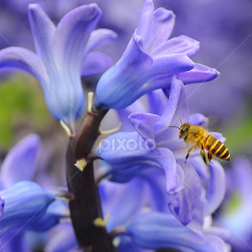 Hyacinthus Orientalis by Leka Huie - Flowers Single Flower