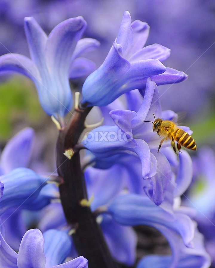 Hyacinthus Orientalis by Leka Huie - Flowers Single Flower