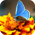 Butterfly Live Wallpaper Apk