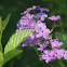 Carolina Phlox