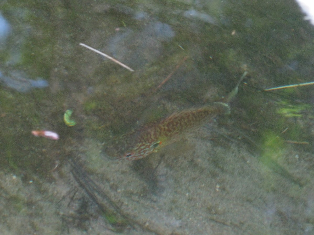 Northern Longear Sunfish