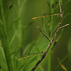 Citrine Forktail Dragonfly (male)