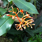 Orange Medinilla