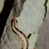 Mnesampela Caterpillar