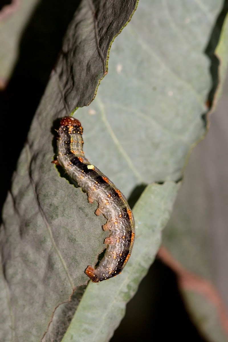 Mnesampela Caterpillar