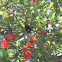 balck throated sunbird