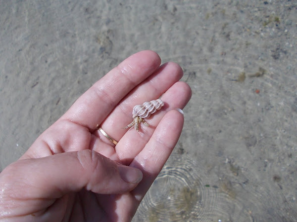 Mediterranean small hermit crab | Project Noah