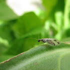 Brown lacewing