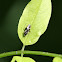 Plant Bug