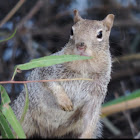 Rock Squirrel