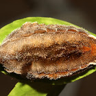 pussy moth catterpillar