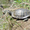 Red-eared Slider Turtle