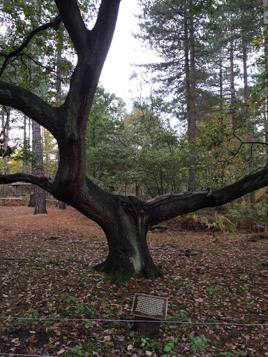 Old Gnarled Oak