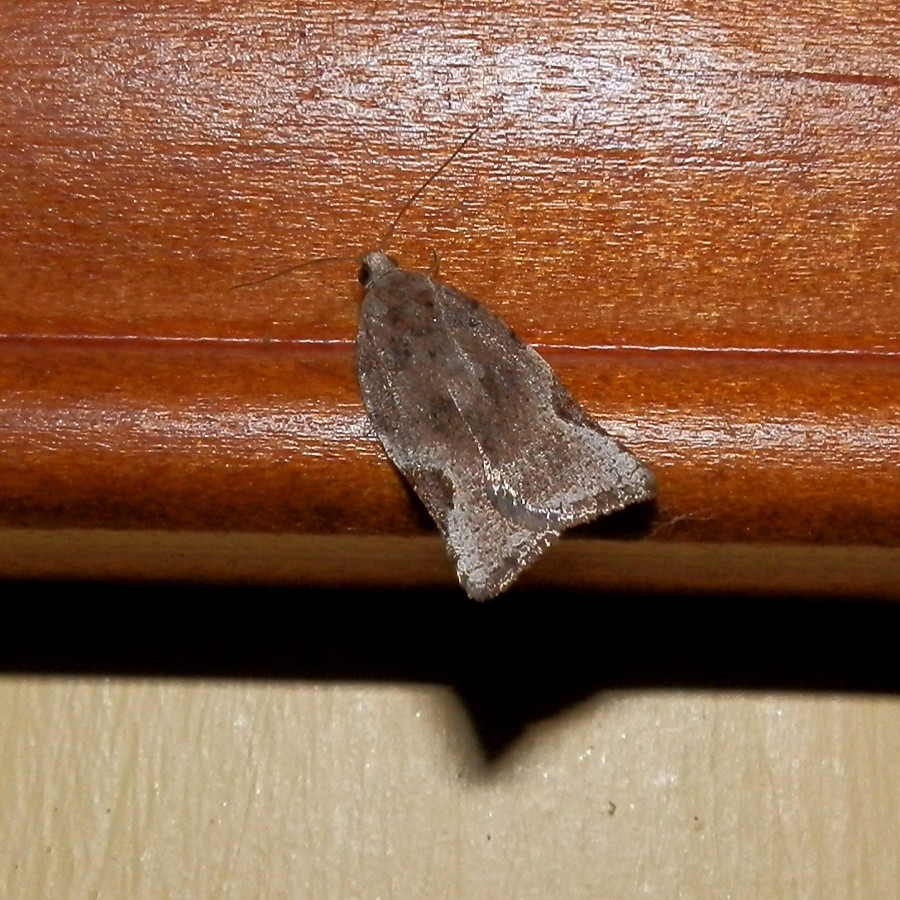 ? Tortricid moth