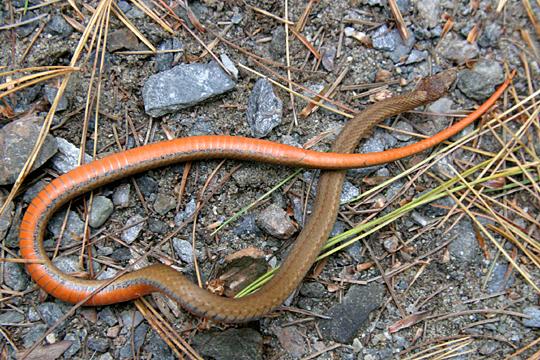 Northern Red Bellied Snake Project Noah