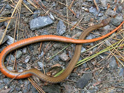 選択した画像 baby copperhead belly pictures 710643-Does a baby copperhead have a white belly