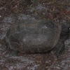 Golpher Tortoise