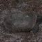 Golpher Tortoise