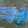 Blue jellyfish