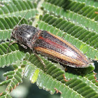 Click beetle on wattle