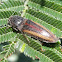 Click beetle on wattle