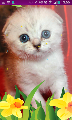 Free Cats Puppy Wallpaper