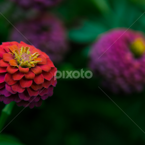by Barak Johnson - Flowers Flower Gardens