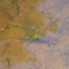 Eastern (Red Spotted) Newt
