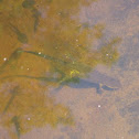 Eastern (Red Spotted) Newt