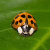 Multicolored Asian Ladybeetle / Harlequin Ladybird