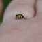 14 spot ladybird beetle
